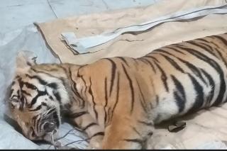 Harimau Sumatera Ditemukan Mati Terjerat, Siraja Hutan tak Lagi Jadi Raja Ditempat Kelahirannya