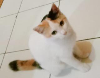 Kenapa Kucing Takut Air? Ini Alasan
