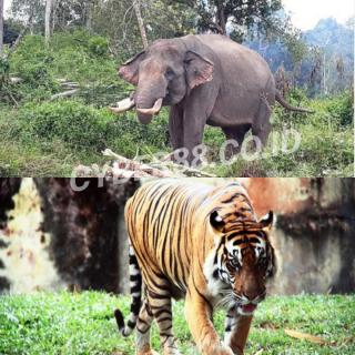 Konflik Hebat Manusia dengan Satwa dan Hutan Sumatera yang Memilukan