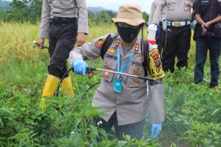 Polres Taput Laksanakan Program Ketahanan Pangan Dimasa Pandemi Covid -19